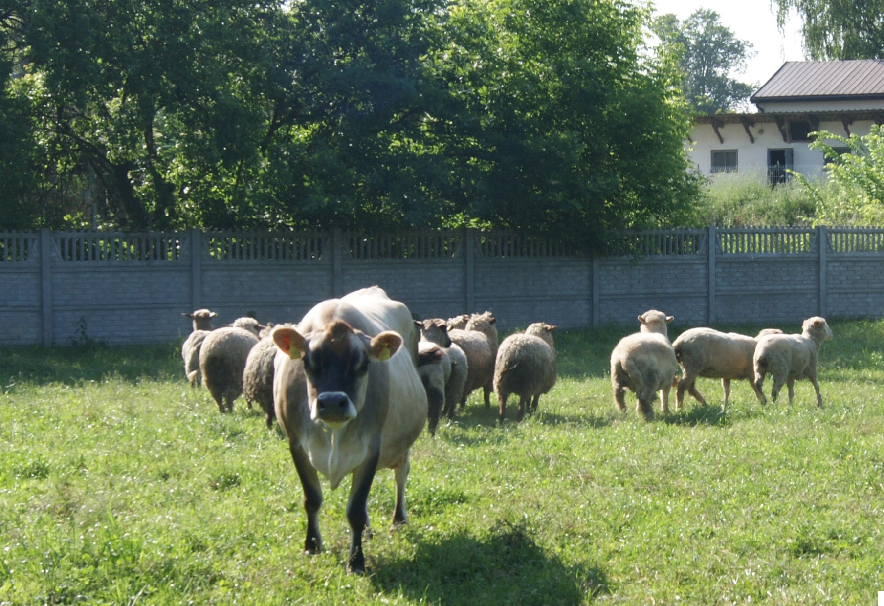 owce i krowy-min